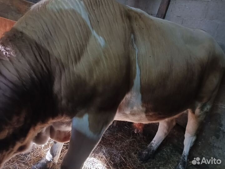 Продажа с х животных
