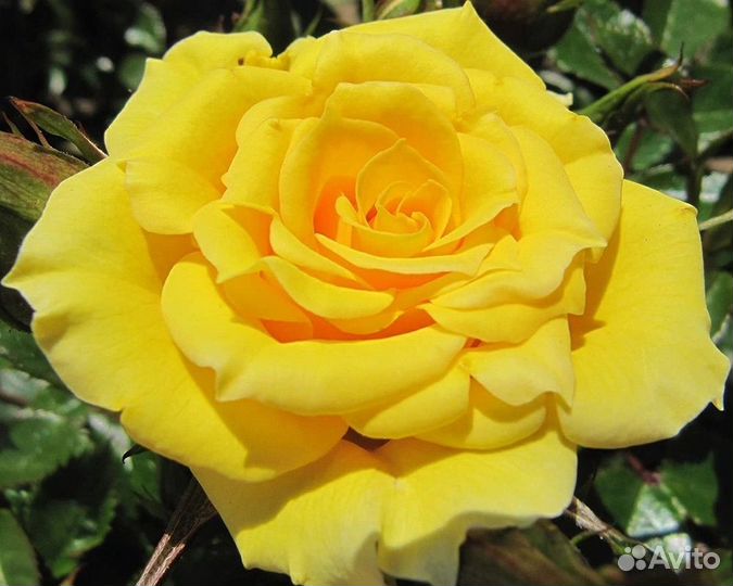 Роза сортовая саженцы чайно-гибридные