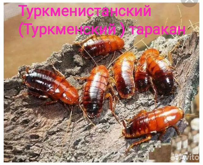 Кормовые насекомые-Тараканы, Зофобас