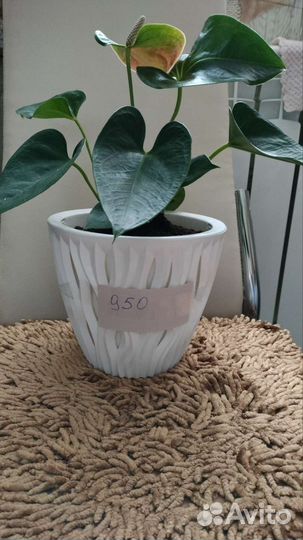 Антуриум свит дрим