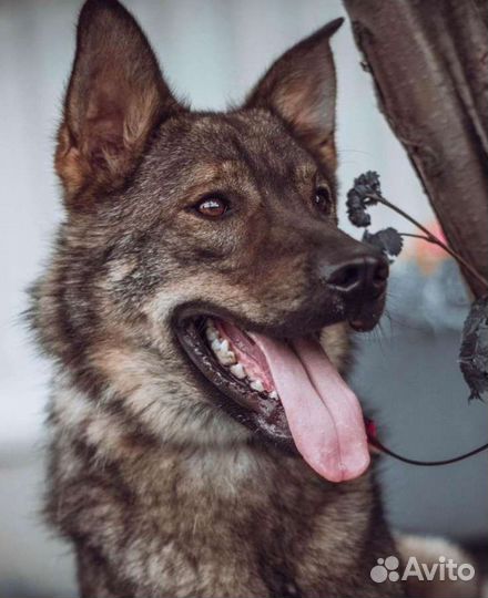 Собаки бесплатно в добрые руки