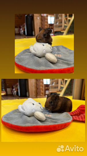 Морские свинки