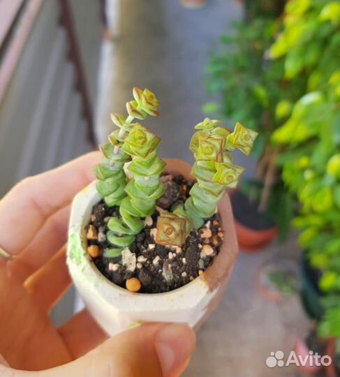 Суккуленты