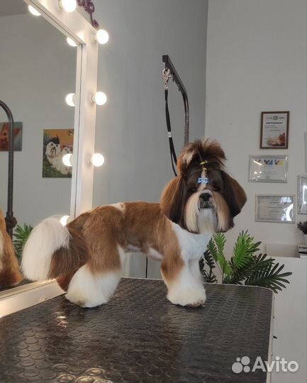 Стрижка собак требуются модели