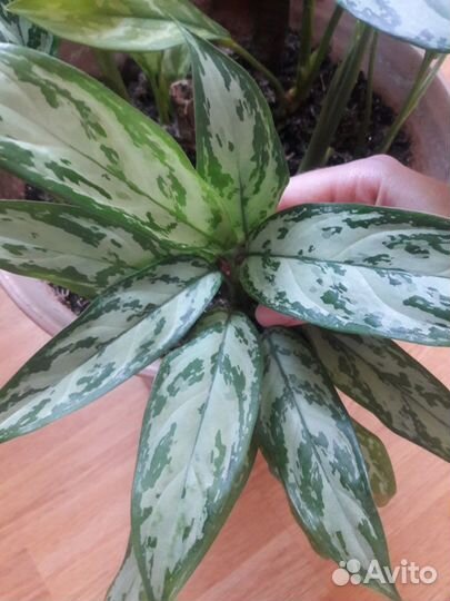 Аглаонема Мария, Сильвер Бей, фридман