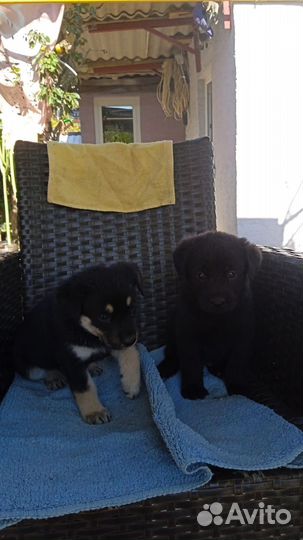 Щенки помесь лабрадора
