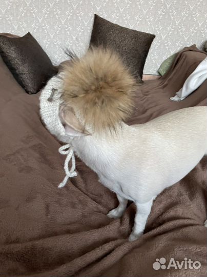 Шапка для маленьких собак