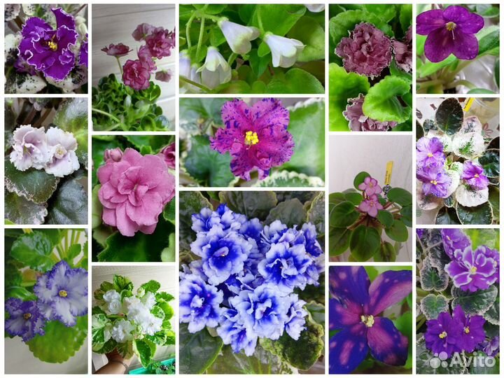 Детки сортовых фиалок