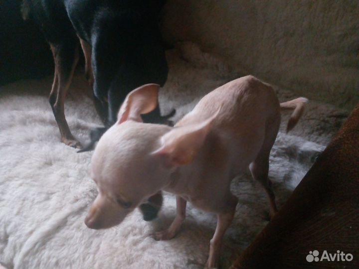 Мини той-терьер вязка. девочка ищет напарника