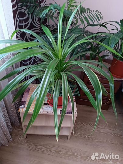 Комнатные растения цветы