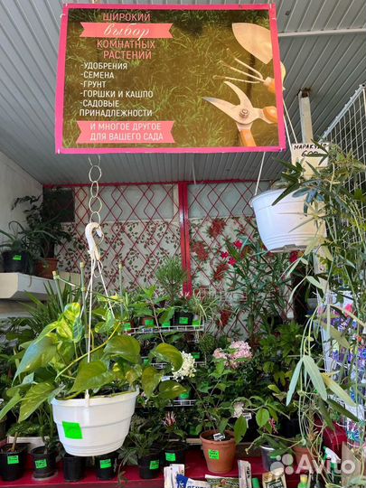 Товары для сада и огорода Саженцы цитрусовых