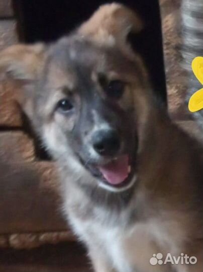 Щенок помесь овчарки в добрые руки