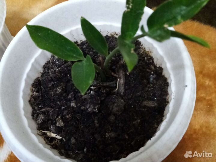 Замиокулькас