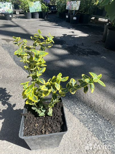 Бересклет Форчуна