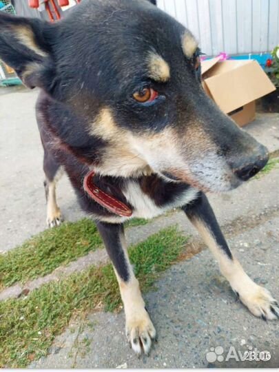 Собака в добрые руки