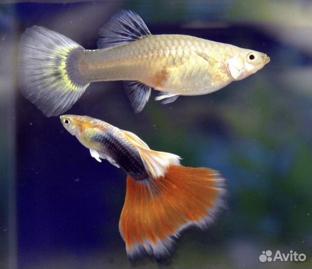 Аквариумные рыбки