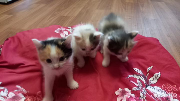 Кошка