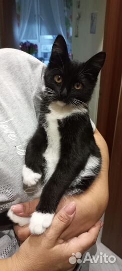 Кошка в дар бесплатно