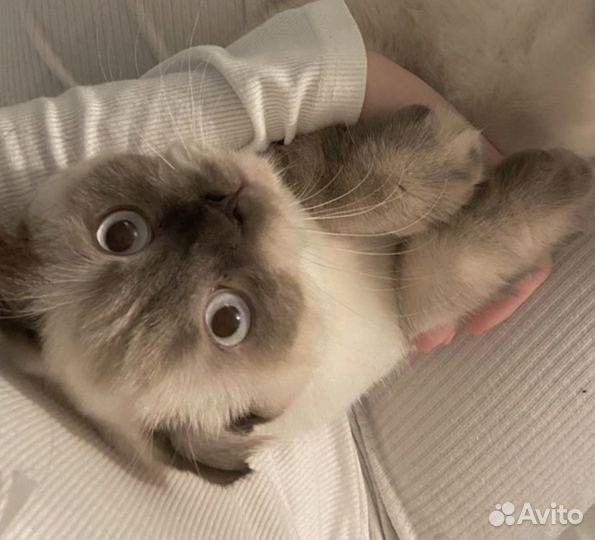 Кот в добрые руки