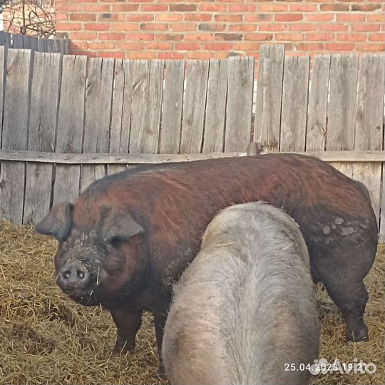 Поросята, Свиноматки супоростные, хряк