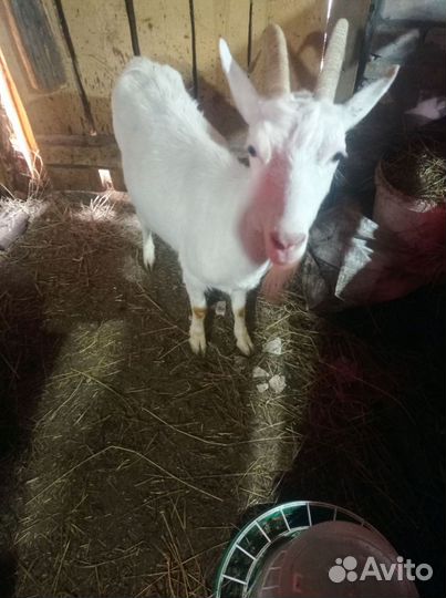 Продам козлика