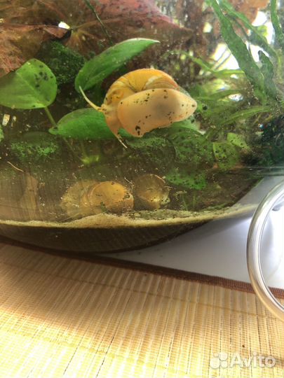 Улитки ампулярии