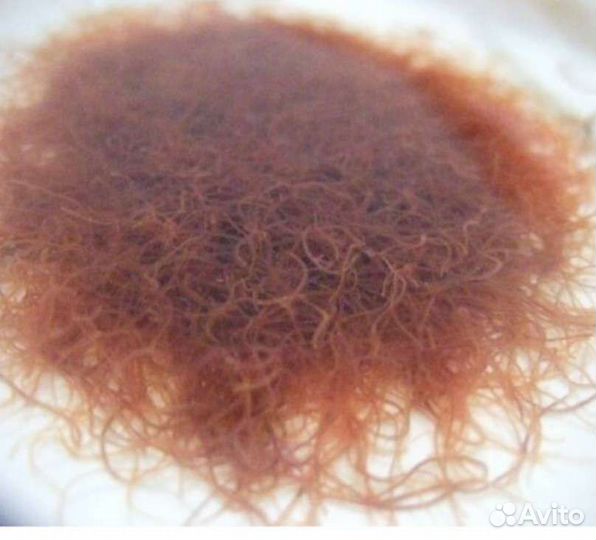 Дафния, инфузория, аулофорус, нематода, тетрамин