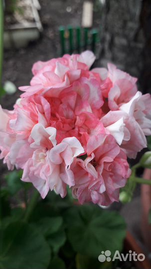 Пеларгония герань