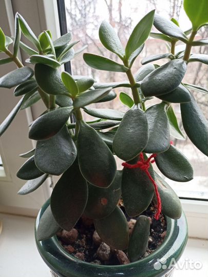 Цветы фикус, крассула, каланхоэ