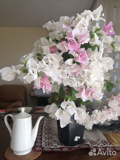 Бугенвиллии