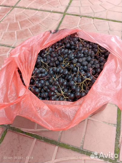 Черноплодная рябина