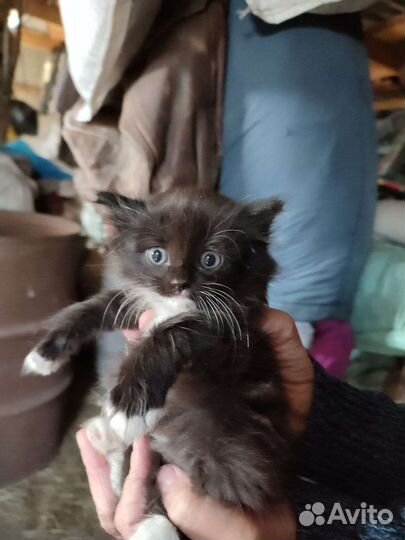 Красивые котята в добрые руки