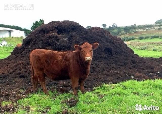 Перегной Навоз