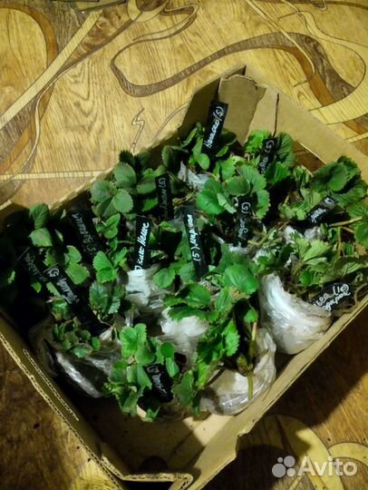 Саженцы сортовой клубники. Клубника