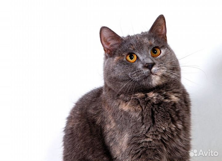 Эта чудесная кошь изменит вашу жизнь к лучшему