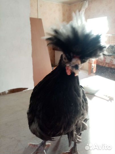 Цыплята и яйцо