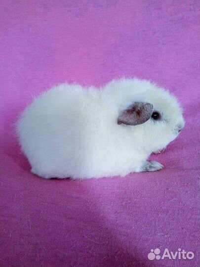 Морская свинка американский тедди