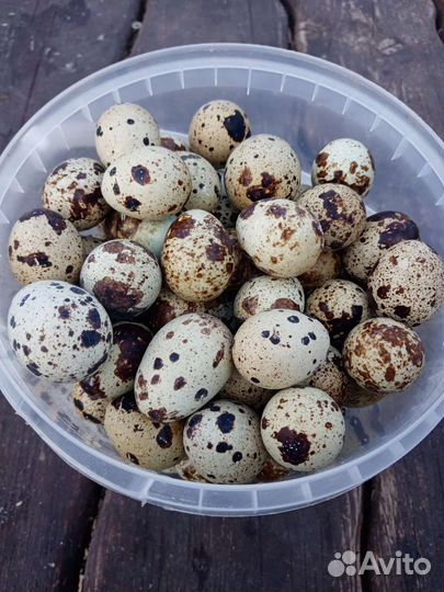 Яйца перепелиные домашние