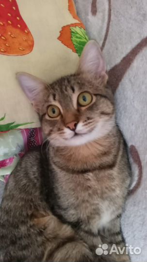 Котики бесплатно в добрые руки