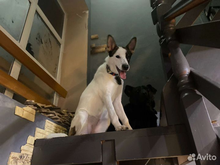 Собачки - Компаньоны