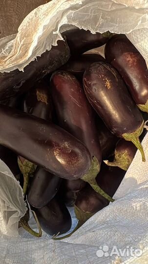 Помидоры, баклажан, перец