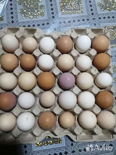 Домашние куриные яйца