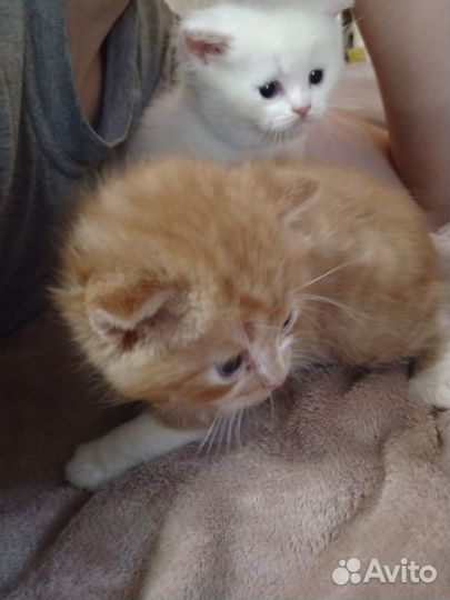Котики бесплатно
