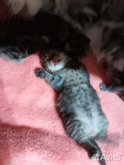Шотландские котята