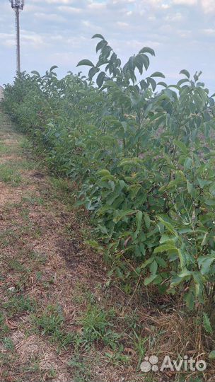 Грецкий орех саженцы