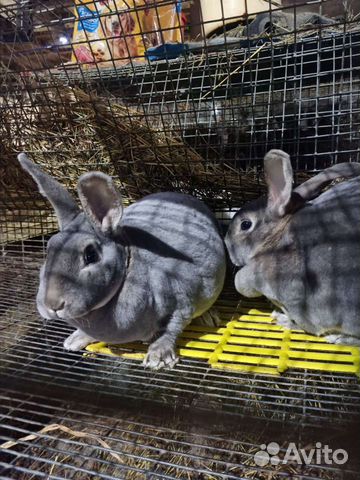 Кролики породы рекс черно огненные в чистоте объявление продам