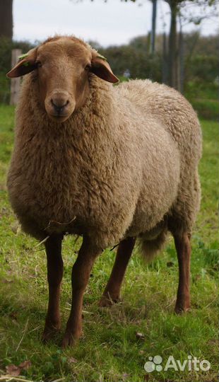 Овцы, бараны, крс