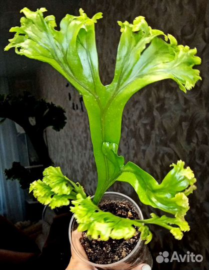 Папоротники для дома