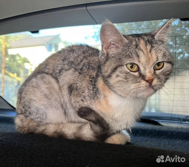 Котенок, девочка