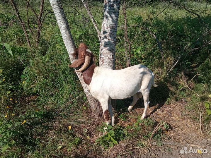 Бурский козел